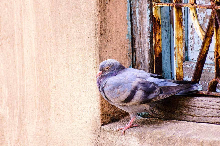 pigeon, colombe de roche, oiseau, Colombe, animal, aviaire, faune