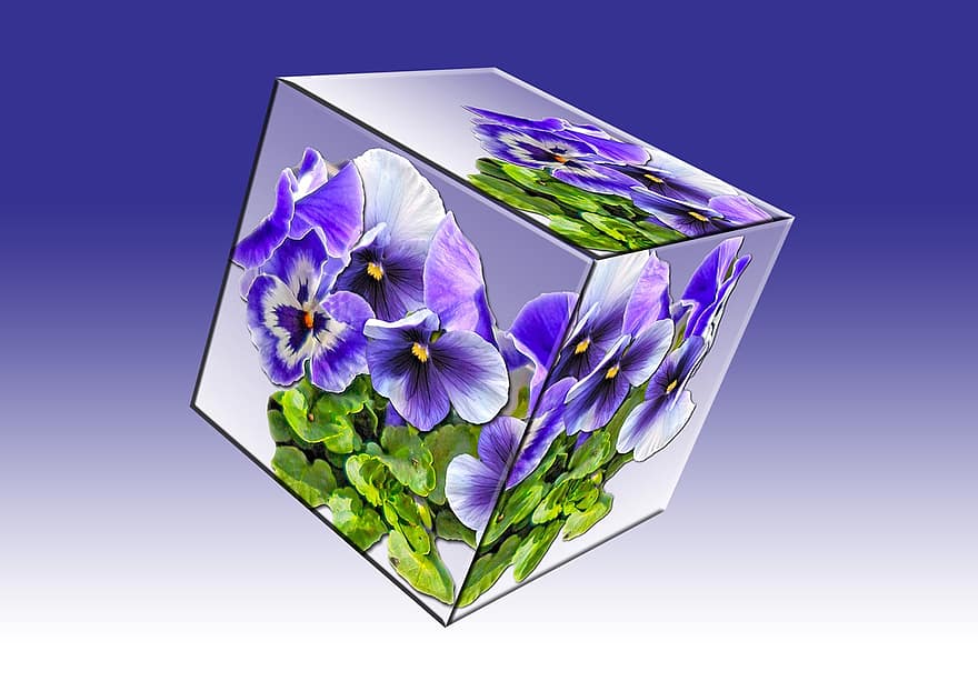 куб, Флорален куб, трицветна теменуга, растение, виолетов, градинска брада, цвят, пружина