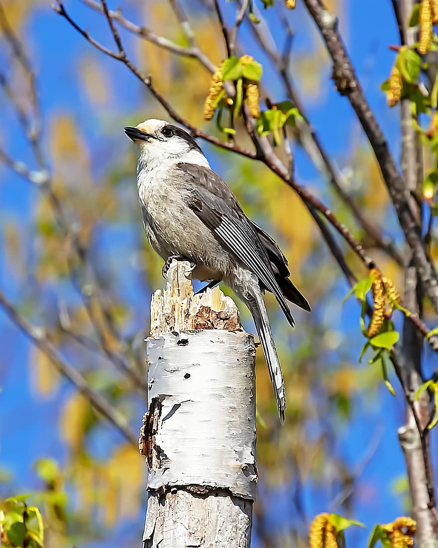 Bird, Canada Jay, Ornithology, Species, Fauna, Animal, Wildlife, Beak, C, branch, animals in the wild