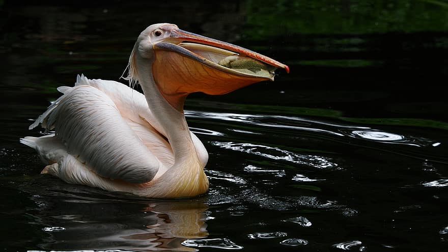 pelikan, fågel, sjö, vatten fågel, djur-, vilda djur, vingar, fjäder, näbb, vatten, natur