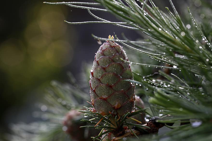 Cone, Larch, Pine, Flora, Dewdrops, Water Droplets, Bokeh, close-up, green color, coniferous tree, leaf