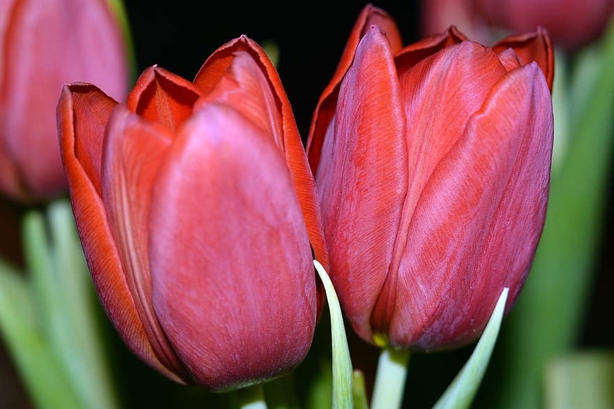 flores, tulipas, flor, Flor, Primavera, sazonal, pétalas