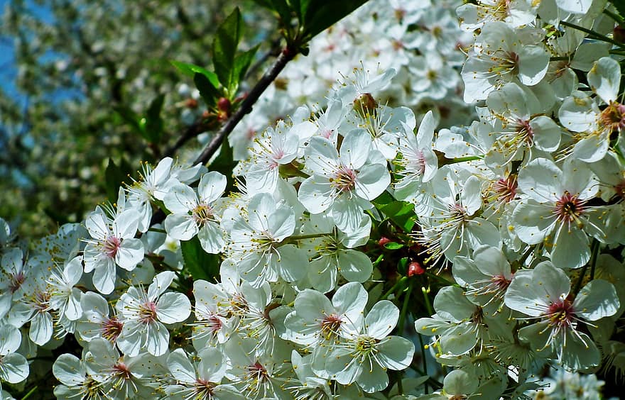 las flores, Flores blancas, Flores de cerezo, pétalos blancos, pétalos, floración, flor, flora, Flores de primavera, naturaleza, planta