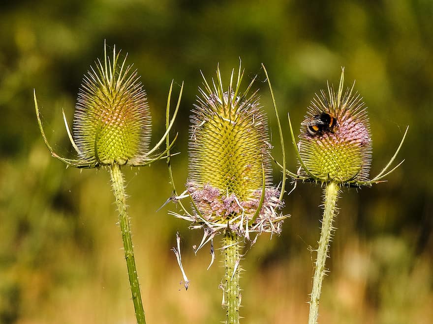 blomster, hummel, insekt, pollen, pollinering, Hymenoptera