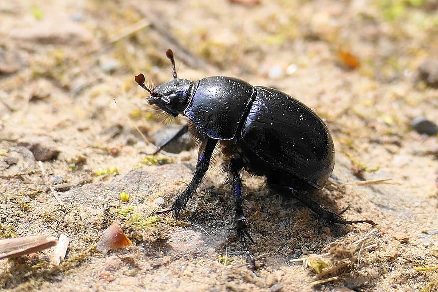 kumbang kotoran, kumbang, serangga, bug, merapatkan, alam, hewan, margasatwa, makro, binatang di alam liar, invertebrata