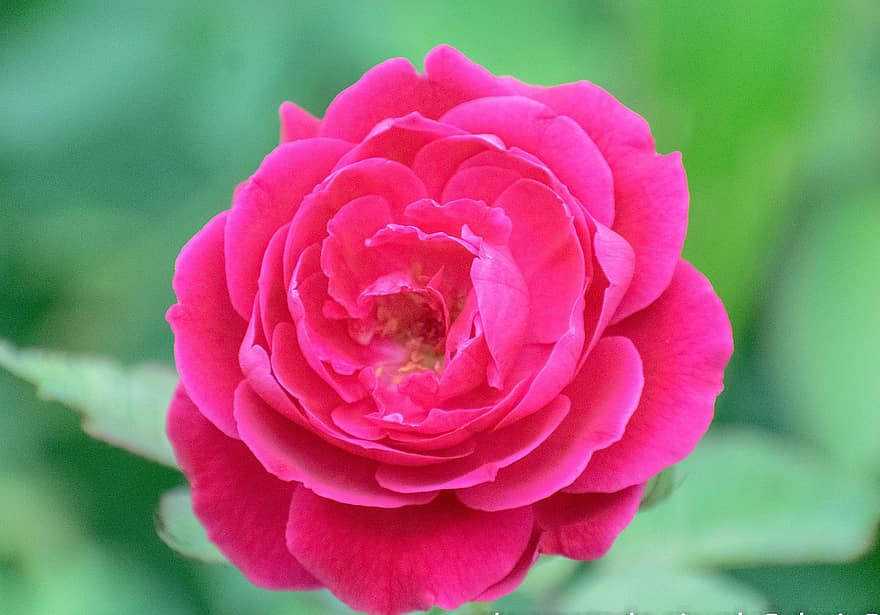 Rose, Blume, pinke Rose, Rosenblüte, Blütenblätter, Rosenblätter, blühen, Flora, Pflanze, Natur