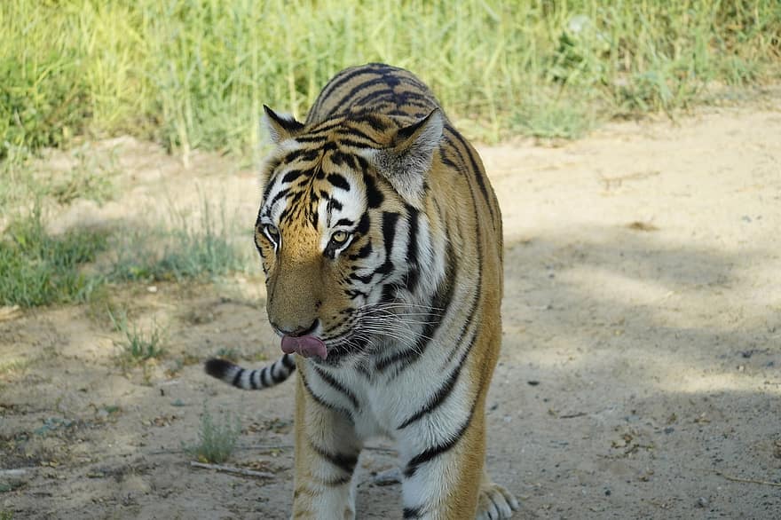 animal, tigre, mammifère, espèce, faune, safari, sauvage, prédateur, félin, chat, Dubai