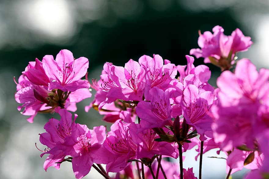 květiny, okvětní lístky, azalka, zahrada, yeongsanhong, Rhododendron Indicum, královská azalka, rododendron, divoká rostlina, rostlina, růžový