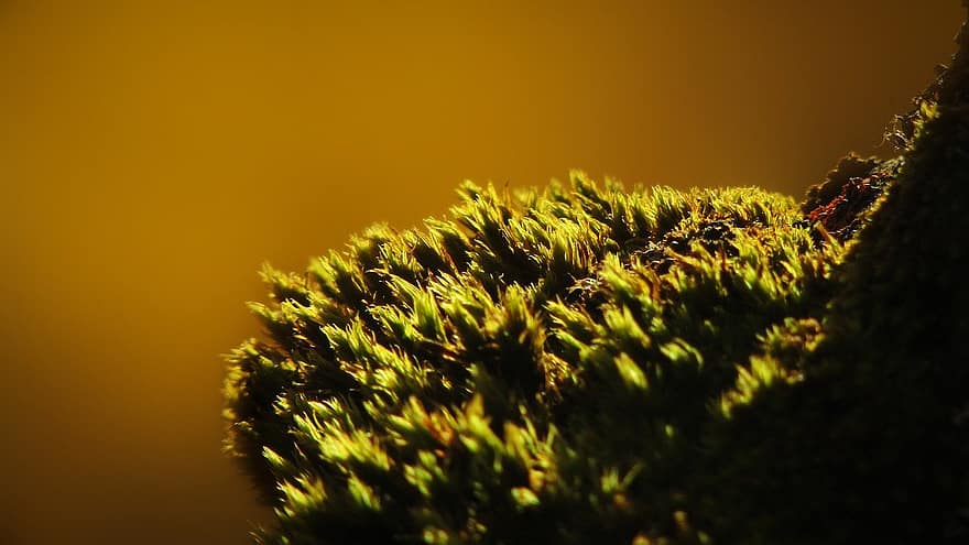 moss, plants, nature