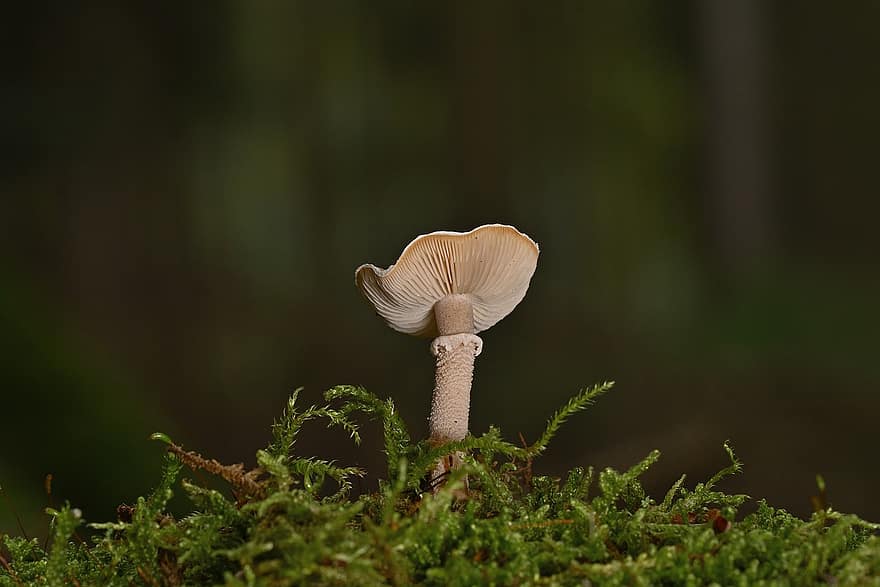 cogumelo, plantar, cogumelo pequeno, fungo de disco, musgo, micologia, floresta, selvagem