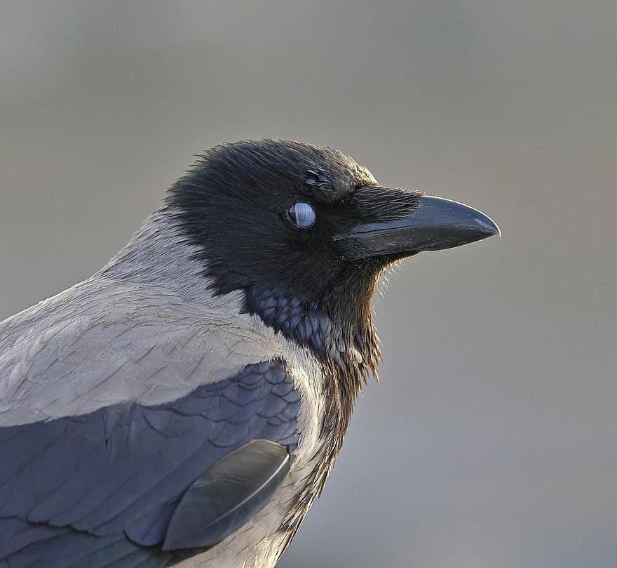 Bird, Hooded Crow, Nictitating Membrane, Beak, Ornithology, Species, Fauna, Avian, Animal, Feathers, feather
