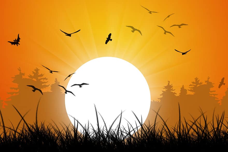 zachód słońca, trawa, ptaki, latający, lot, latające ptaki, sylwetki, słońce, promienie słoneczne