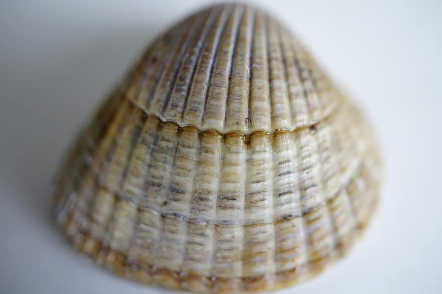 shell, macro, mar, platja