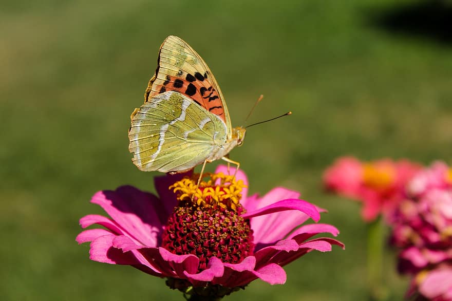 Butterfly, Insect, Zinnia, Cardinal Butterfly, Animal, Flower, Pink Flower, Bloom, Blossom, Flowering Plant, Ornamental Plant