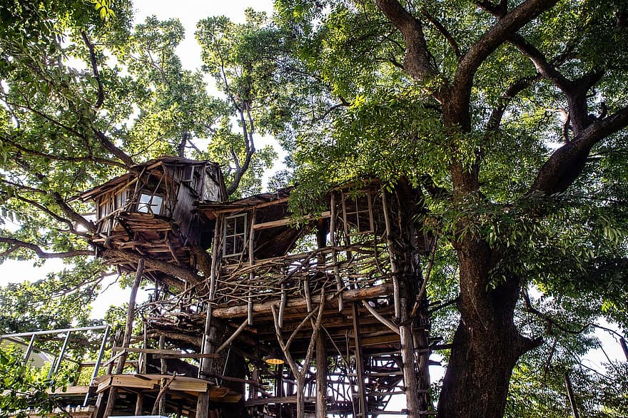 casa del árbol, árbol, Corea del Sur, naturaleza