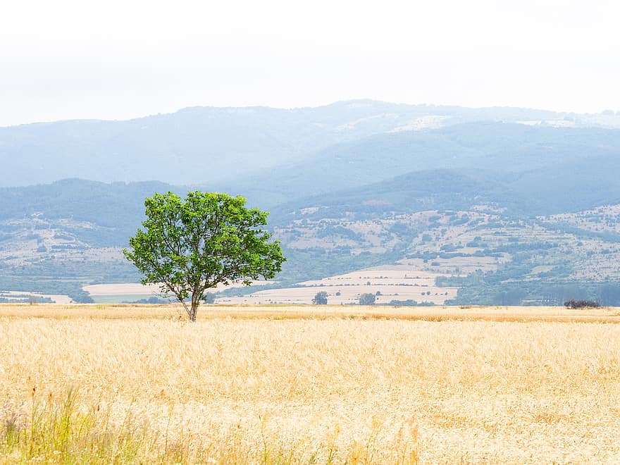 campo, árbol, granja, montañas, paisaje, Sapareva Banya, Bulgaria, campo amarillo, cerros, naturaleza, escena rural