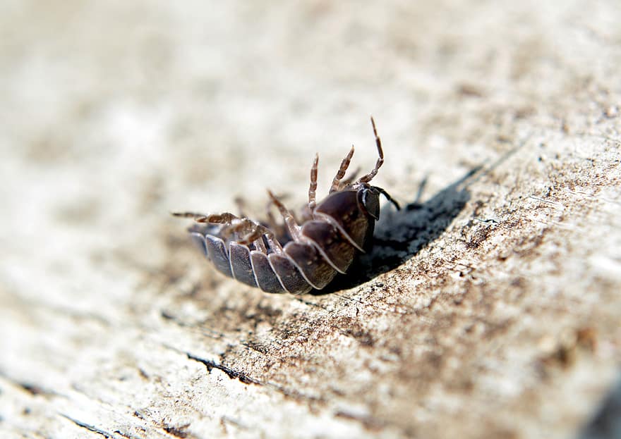 Insect, Louse, Wood Louse, close-up, macro, arthropod, invertebrate, animals in the wild, crawling, pest, animal antenna