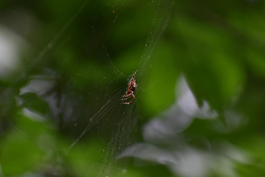 павук, павукоподібні, павутина, павутиння, веб, куля, ткач, комаха, помилка, арахнофобія, природи