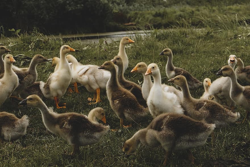 Ducks, Geese, Meadow, River Bank, Birds, Waterfowls, Water Birds, Aquatic Birds, Animals, Grass, Hill