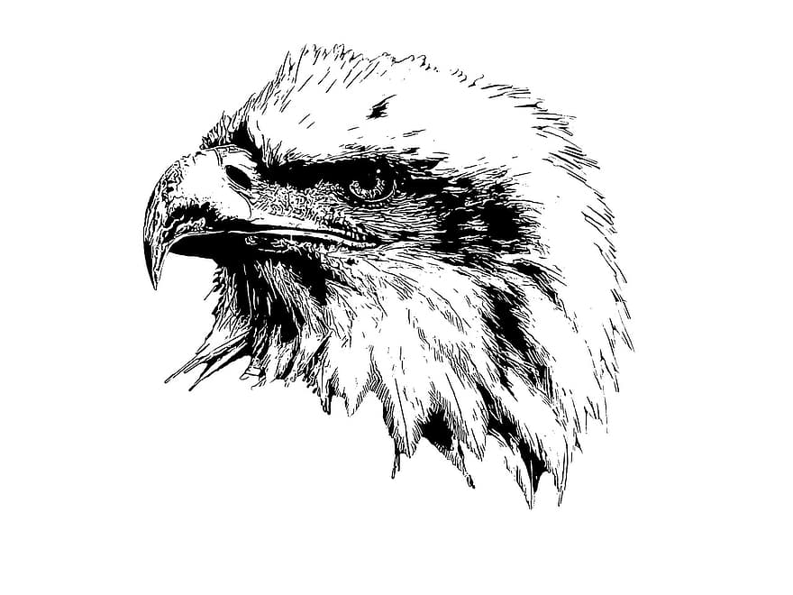 Плешив орел, орел, граблива птица, клюн, пера, животно, птица, природа, дивата природа, глава, хищник