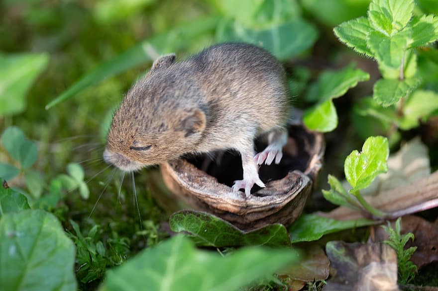 ratón, ratoncito, cáscara de nuez, hierba