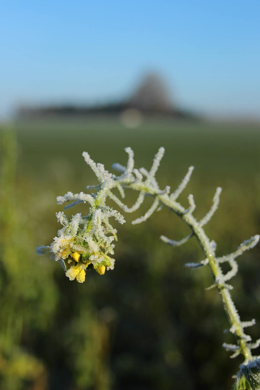 Rapeseed, Hoarfrost, Winter, Season, Botany, Growth, green color, plant, summer, flower, close-up