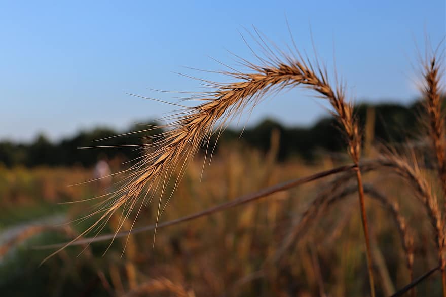 trigo, otoño, dorado, grano, cosecha, verano, medio oeste, naturaleza, rural