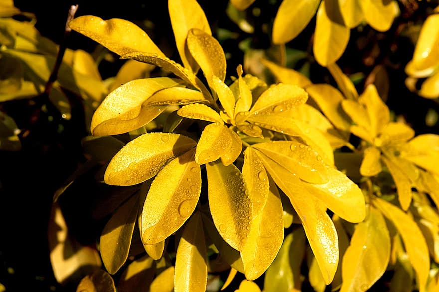 Leaves, Dewdrops, Yellow, Foliage, Water Droplets, Yellow Leaves, Yellow Foliage, Shrub, Garden, Horticulture, Botany