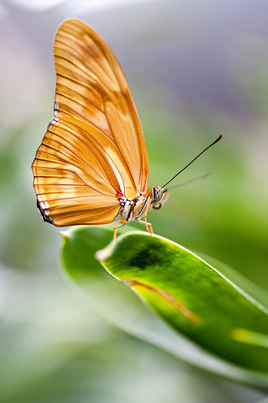 Butterfly, Wings, Insect, Wing, Animal, Macro, Butterflies, Exotic, Flower, Close Up, Beautiful