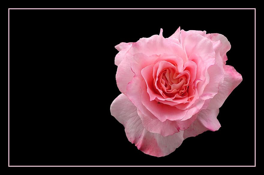 Rose, floribunda, Rosenblüte, blühen