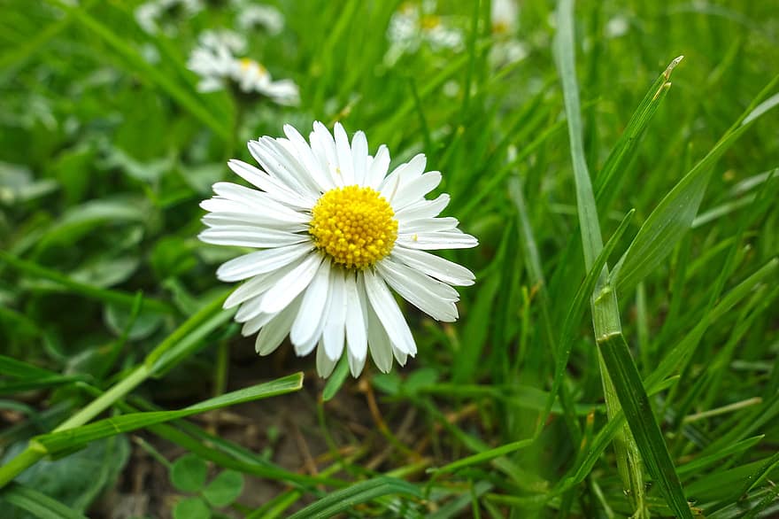 Daisy, pievos, balta saulė, pobūdį, žolė, pavasaris, žydi, lauke, balta gėlė, žalias, augalai