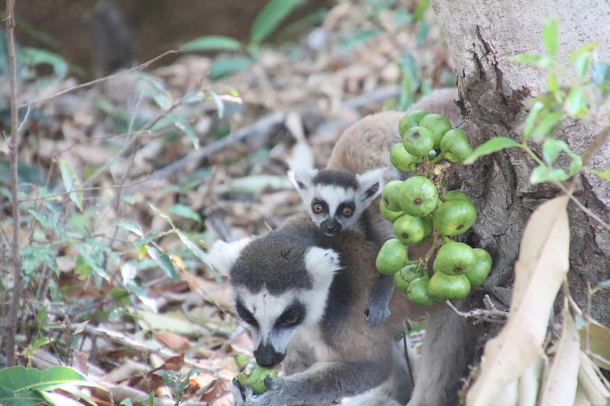 lemur, Madagascar, natură, faună, animale sălbatice, arhiepiscop, inel de coada-lemur, specii pe cale de dispariție, animale în sălbăticie, drăguţ, Africa