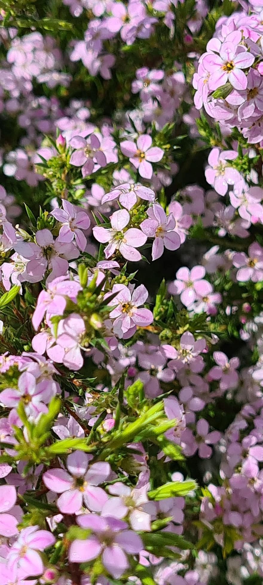 divoké pelargónie, fialové květy, Příroda