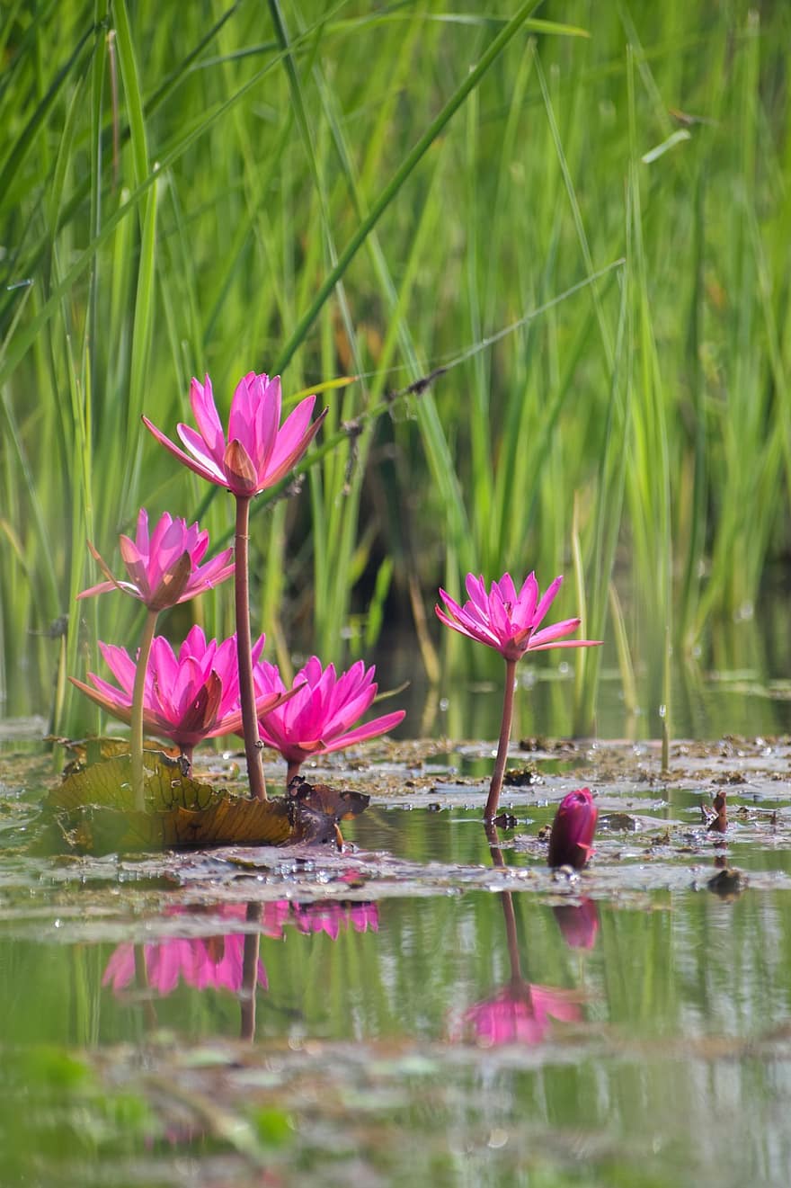 Flowers, Water Lilly, Botany, Bloom, Blossom, Pink, Lilly, pond, summer, plant, flower