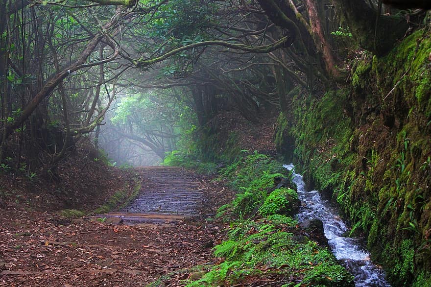 kelias, rūkas, medžiai, levada, žygis, pobūdį, vanduo, Madeira, miškas, medis, kraštovaizdį