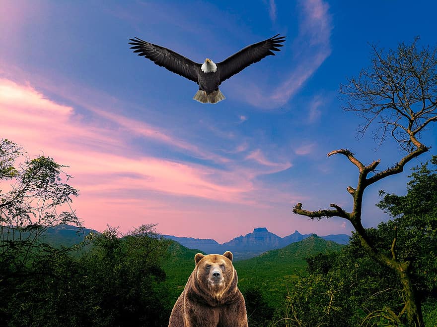 鷲、くま、山岳、鳥、飛行、動物たち、野生動物、森の中、自然