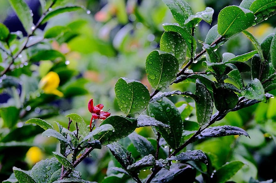 fulles, gota d'aigua de pluja, flora, full, planta, color verd, primer pla, frescor, estiu, creixement, arbre