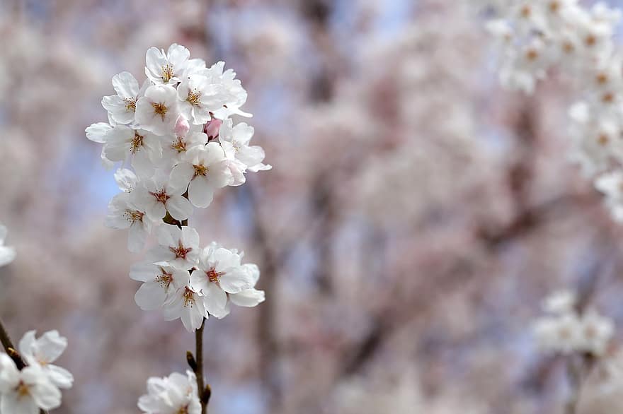 kirsikankukkia, sakura, kukat, luonto, lähikuva, kevät, kukka, kasvi, terälehti, kukka pää, haara