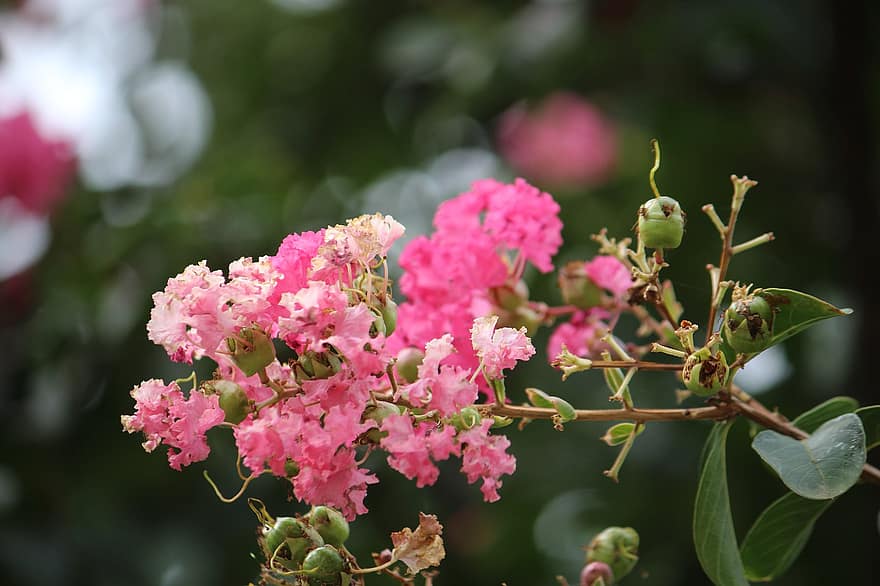 Crepe Myrtle, Flowers, Branch, Pink Flowers, Petals, Buds, Leaves, Bloom, Tree, Plant, Garden