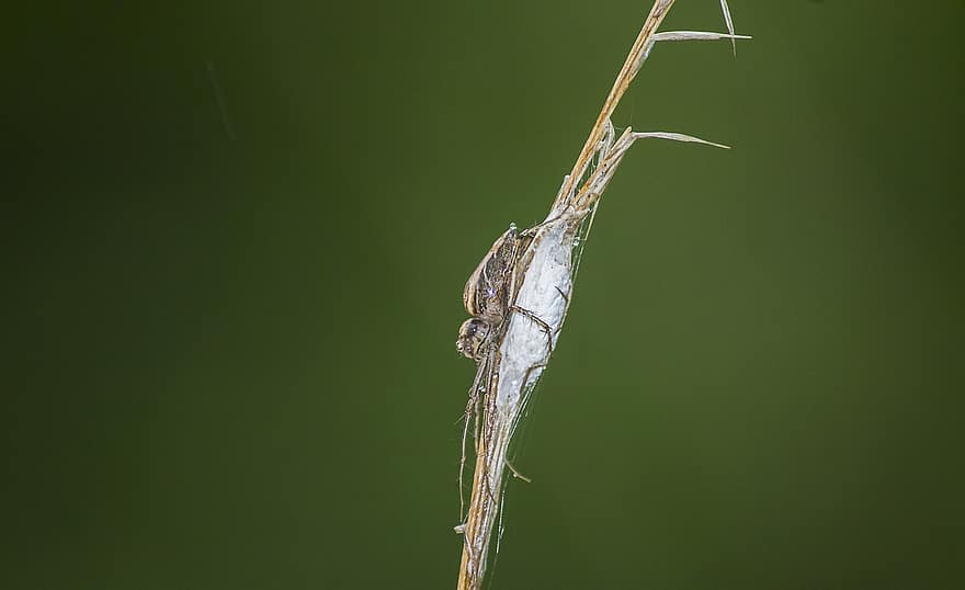 Lynx Spider, Spider, Insect, Macro, Entomology, Wildlife, close-up, green color, drop, spider web, animals in the wild