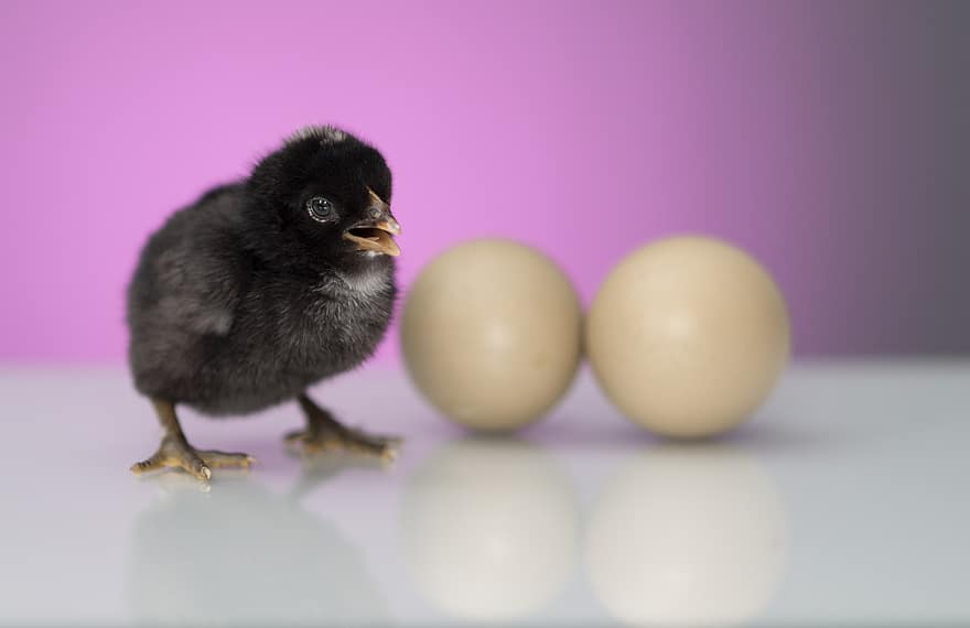 velikonoční, kuřátko, vejce, kuře, pták, černá kočka, velikonoční vajíčka, roztomilý