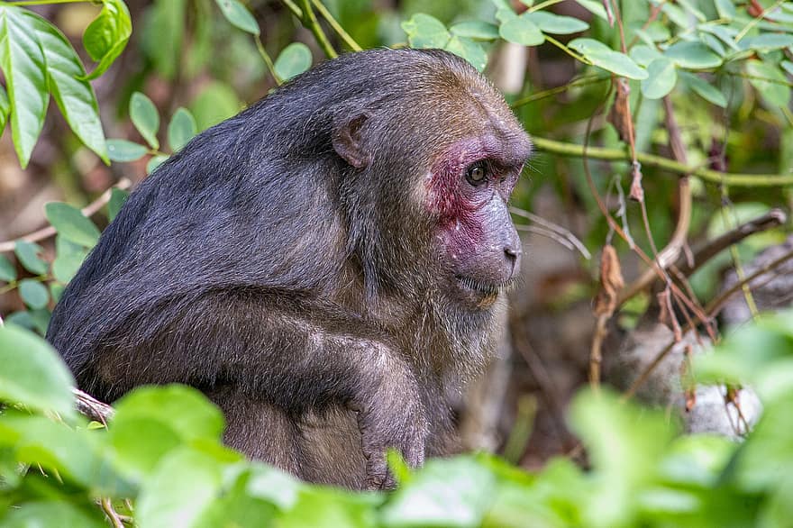 stump-tailed makak, macaque, dyr, macaca arctoides, Bear Macaque, ape, pattedyr, dyreliv, primat, tre, sitter