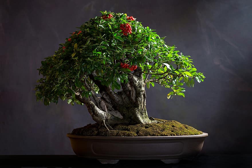 bonsai, plantă, oală, copac, frunze, copac bonsai