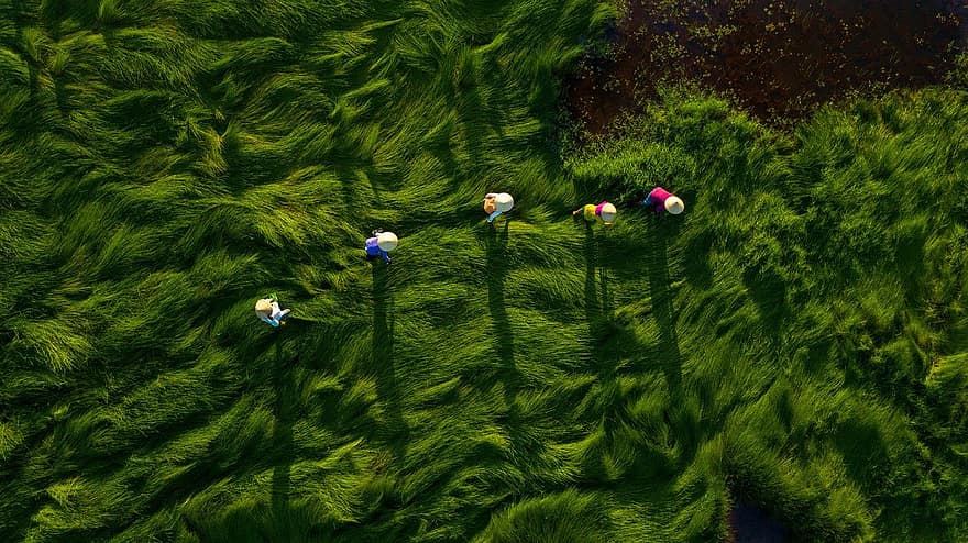 agricultores, colheita, Vietnã, verão, cor verde, grama, agua, panorama, azul, vista aérea, Prado