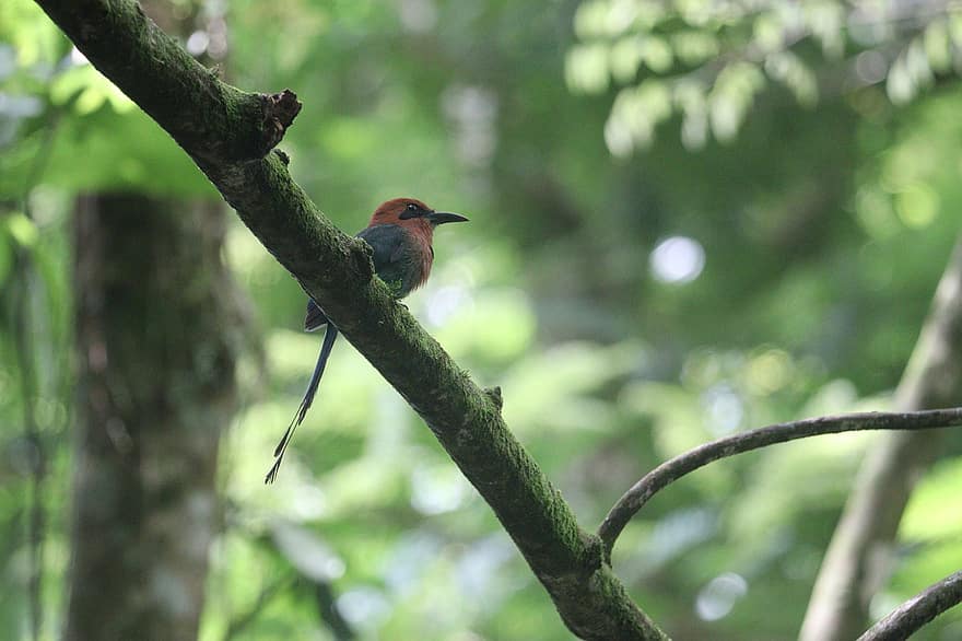 Vogel, Baum, Ast, Costa Rica, Wald, Natur, Gefieder