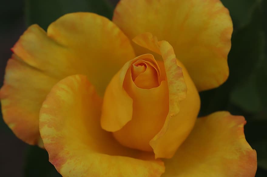 τριαντάφυλλο, κίτρινο αυξήθηκε, κίτρινο άνθος, λουλούδι, άνοιξη, κήπος, άνθος, φράζω, γκρο πλαν, φύλλο, φυτό