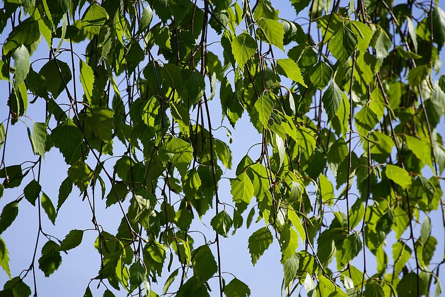 betula pendula, björk, löv, träd, lövverk, tillväxt, botanik, skog, blad, grön färg, sommar