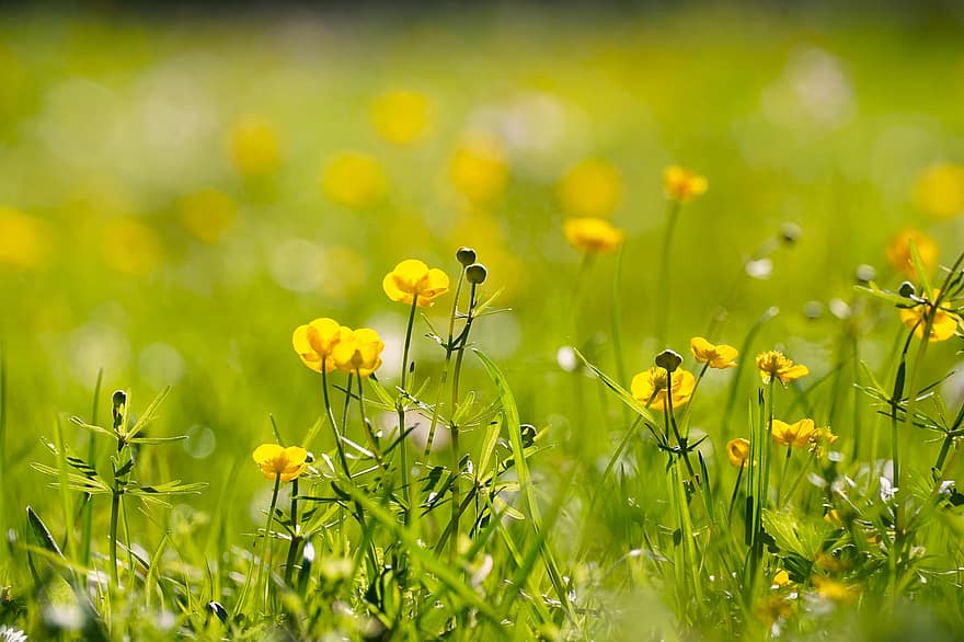 лютиче, жълти цветя, цветя, ливада, трева, пружина, лято, зелен цвят, жълт, цвете, пролетно време
