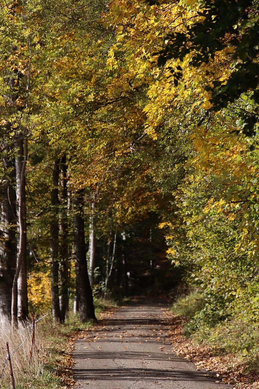 jalan, pohon, jatuh, musim gugur, hutan, pemandangan, jalur hutan, daun, kuning, musim, pemandangan pedesaan
