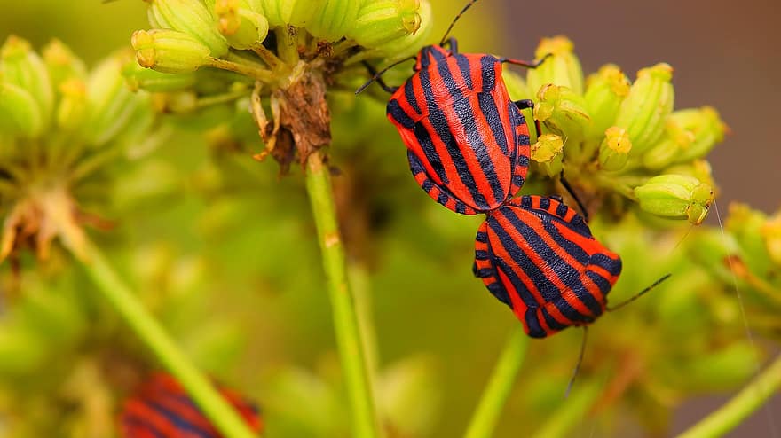 insekt, strip bug, natur, stribet, tæt på, insekt foto, rød, kravle, dyr, makro, blad